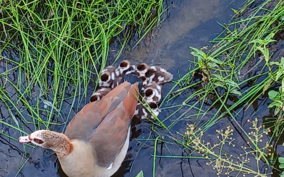 The Birds of Helderberg Manor